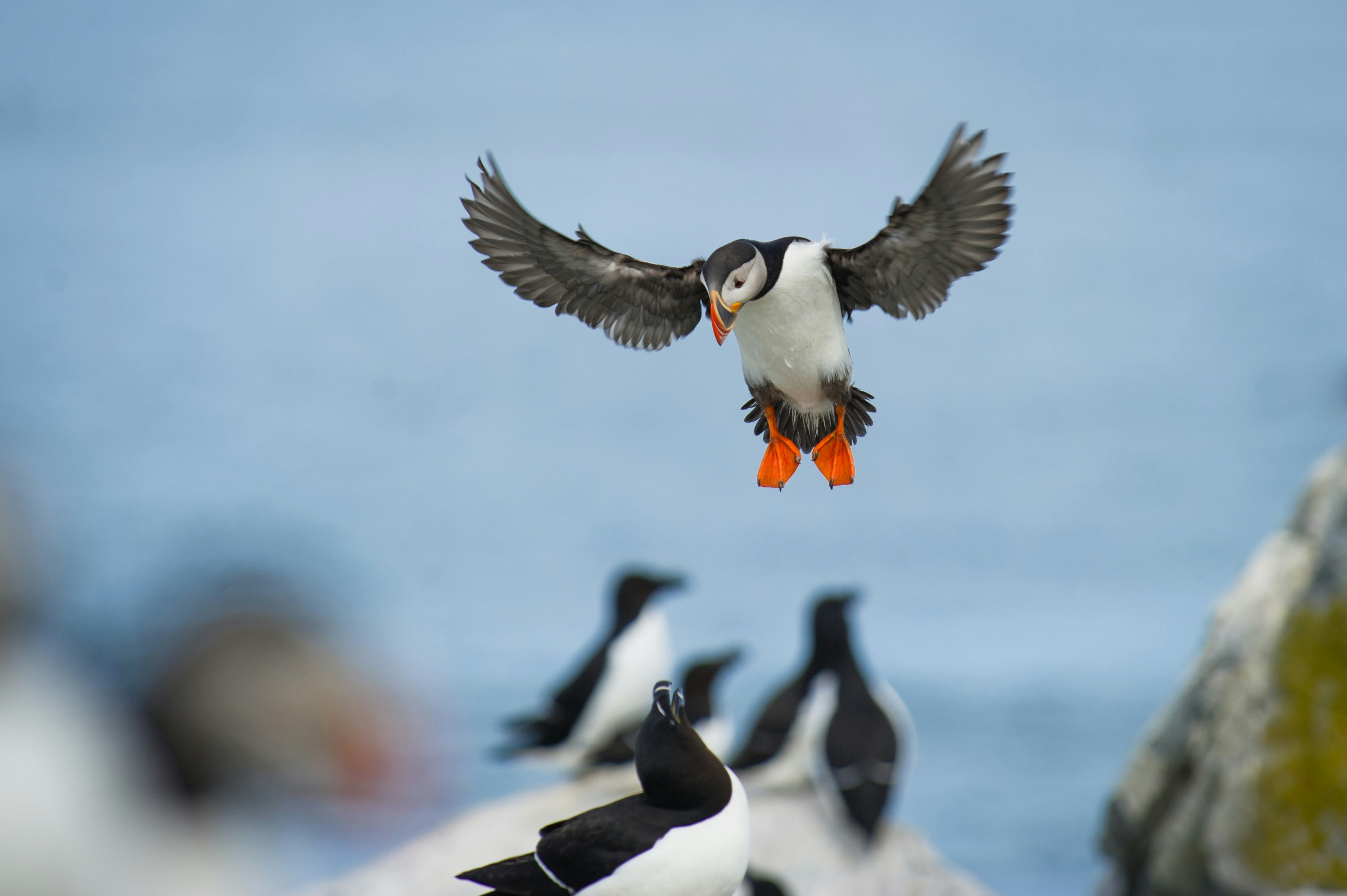 shallow focus photography of white and black birds